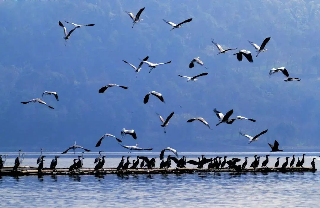 隆昌古宇湖风景有鸟图片