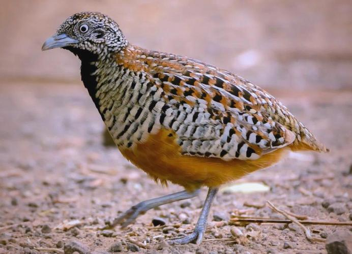 黄脚三趾鹑的繁殖策略和独特特征