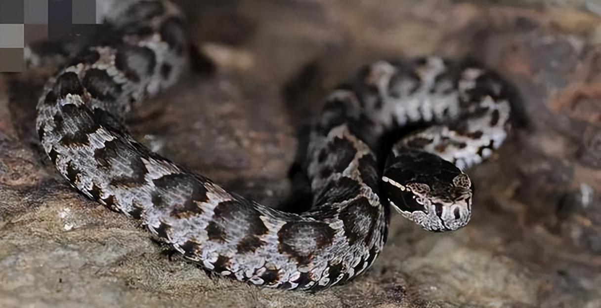 2000年长白山为何遍地毒蛇?20000条蛇路边盘踞,蛇出现与人有关