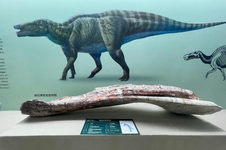 「组图」行走黄渤海丨发现中国谭氏龙发掘棘鼻青岛龙 山东这地是名副