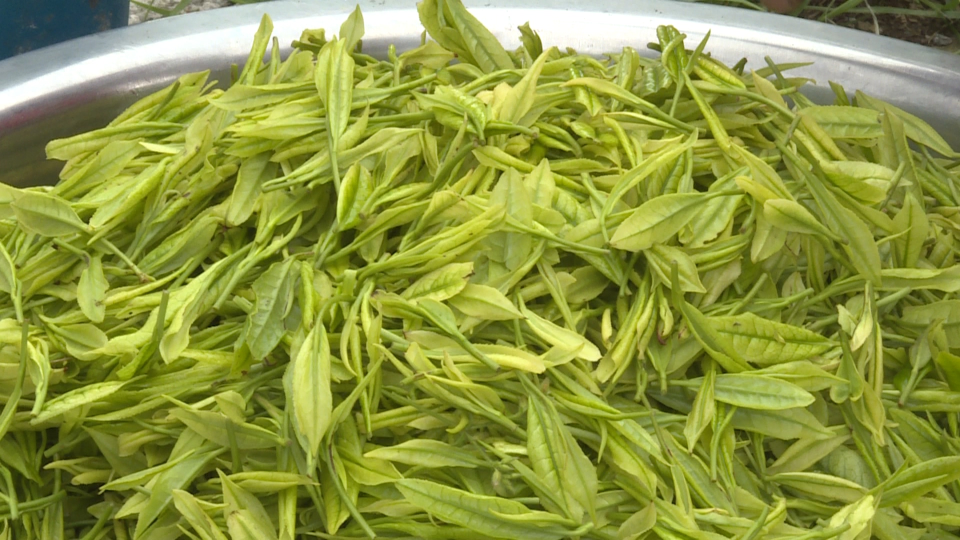 「东西部协作 助力乡村振兴」雷山:山海情深 白茶香飘共富路