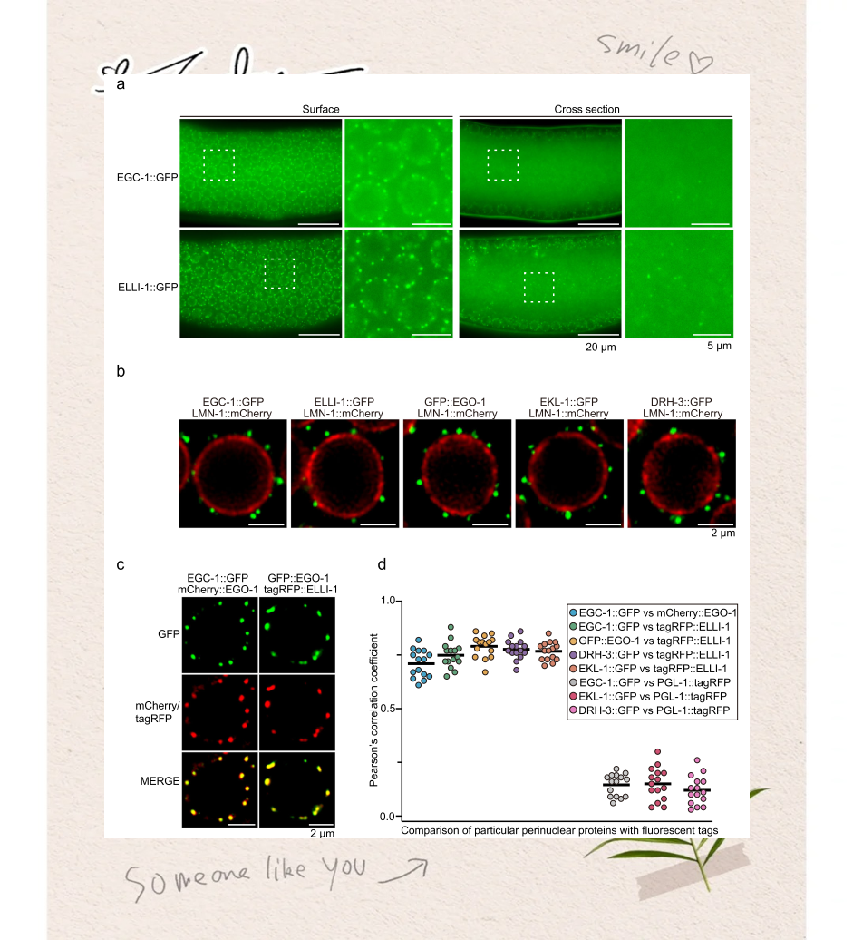 中国科学技术大学等合作揭示生殖颗粒中新的亚细胞器E颗粒，参与siRNA扩增过程