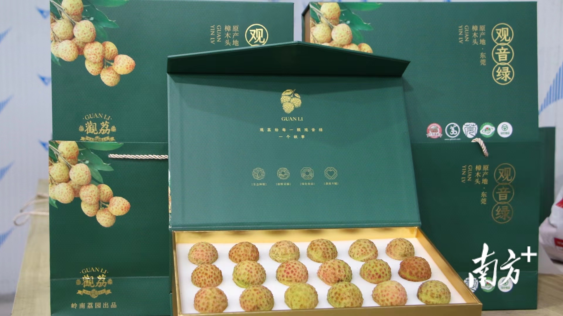 东莞樟木头观音绿荔枝小量上市,全程冷链畅销省内外