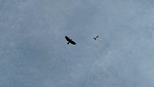 亮相国际联合军演!西工大这只"鸟"飞到国外!