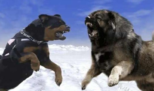 猛犬高加索犬能否打过野生的灰狼?为什么?