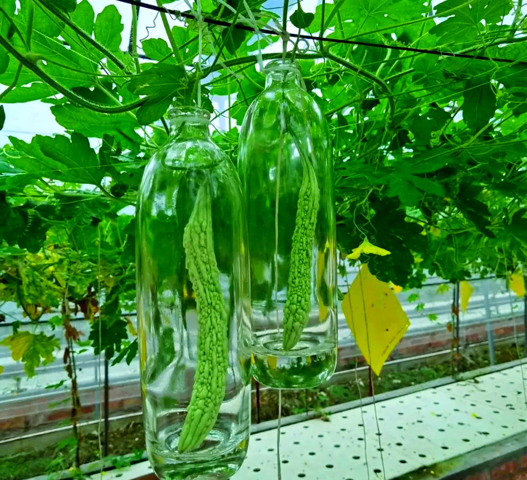 渔耕田中的苦瓜酒:传统酿造与现代健康的结合