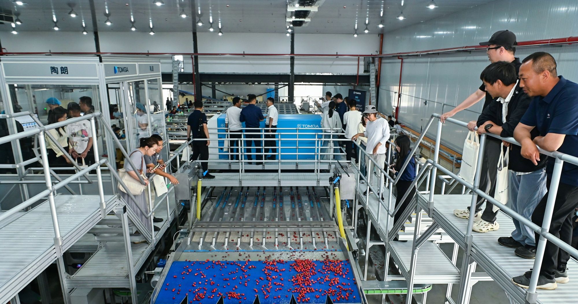 首条国际标准AI樱桃分选线铜川投产，煜谦携手陶朗发布白皮书引领产业升级