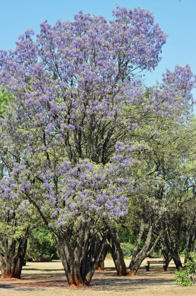 可替代蓝花楹的园林植物非洲紫藤树(非造型树状紫藤)