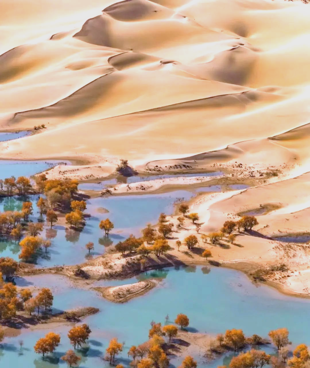 塔克拉玛干沙漠:中国最大沙漠的流动性与生态挑战