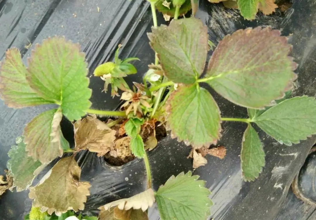 草莓疫病打了就有效的药