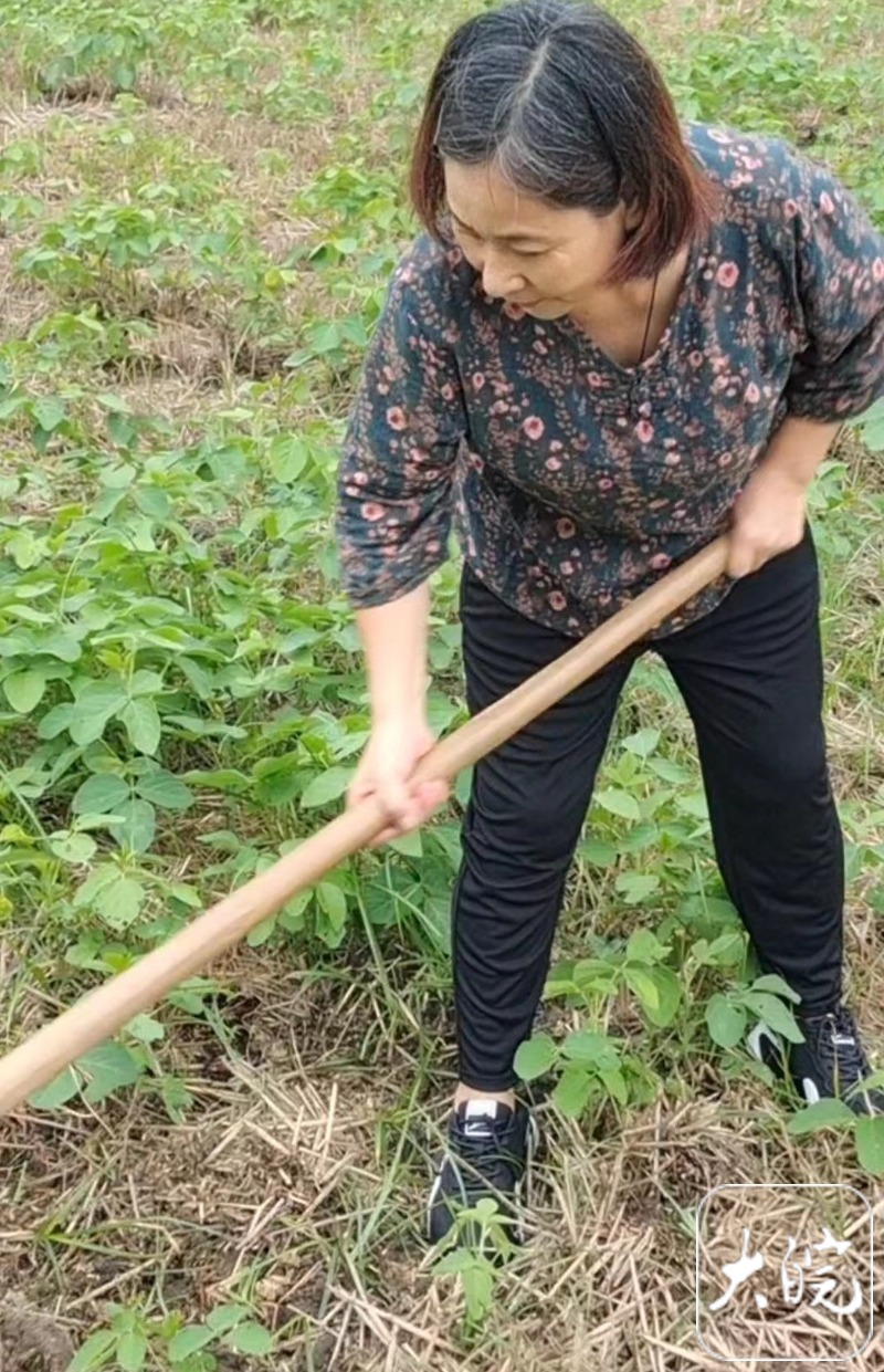 白天种地 晚上吹唢呐 安徽农村大姐周海艳直播三个月"吹"来50万粉丝