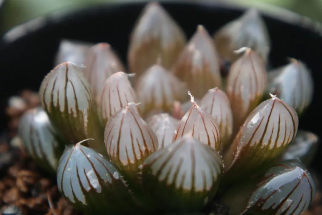 想把玉露养得透透的?这份「私藏养护秘籍」请收好