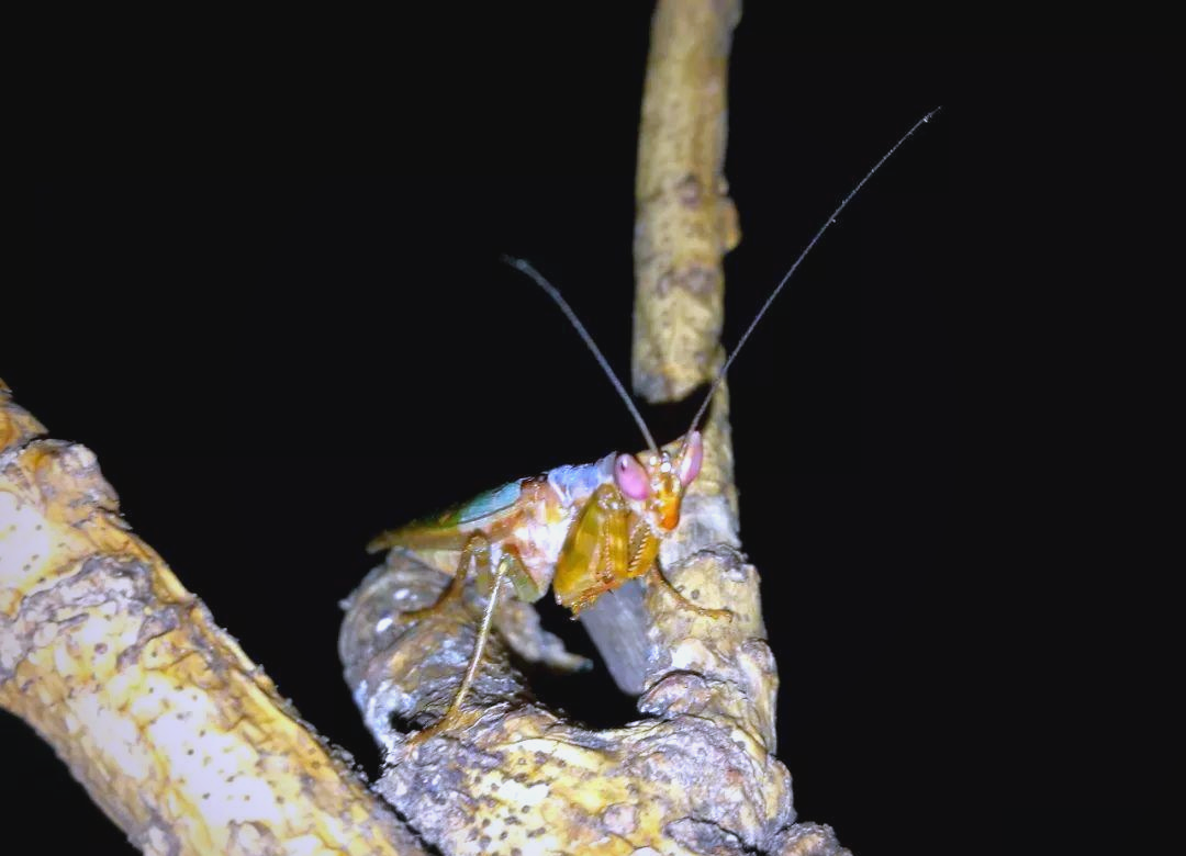 从卵到成虫:眼斑螳螂的神奇成长之旅