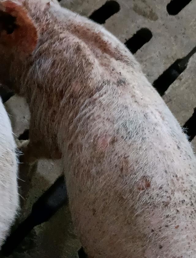 猪身上起红斑用什么药
