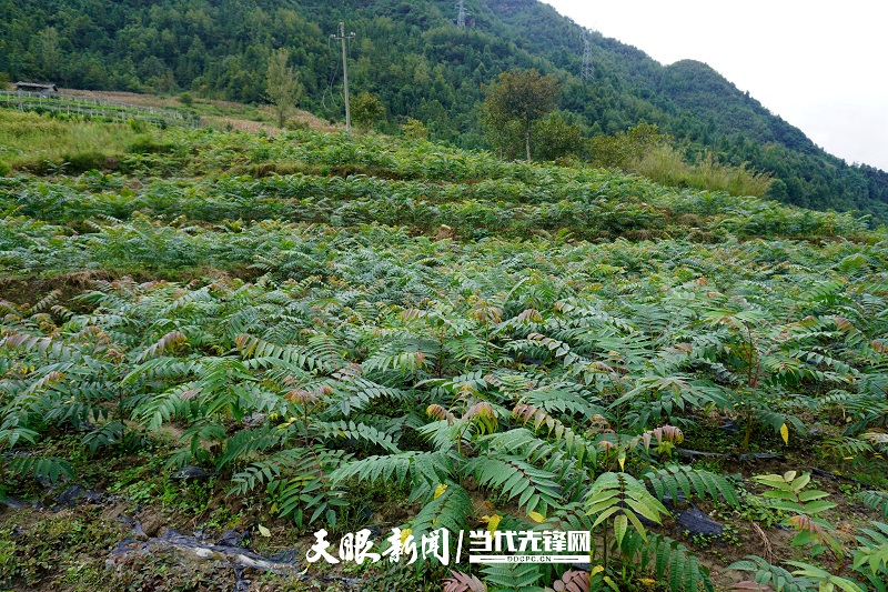 贞丰挽澜:香椿香,百姓富