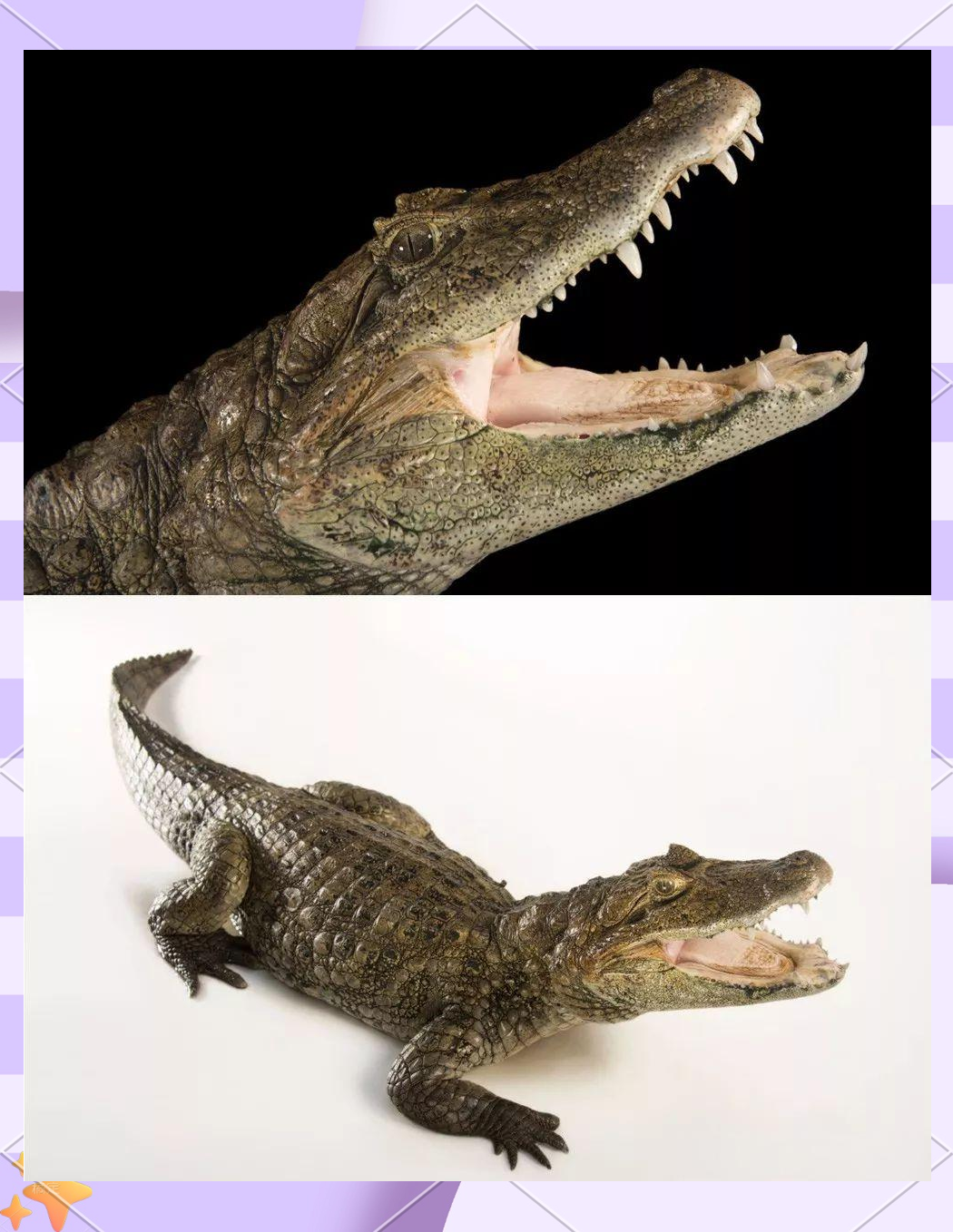 多种鳄鱼介绍:横跨数亿年的孑遗生物