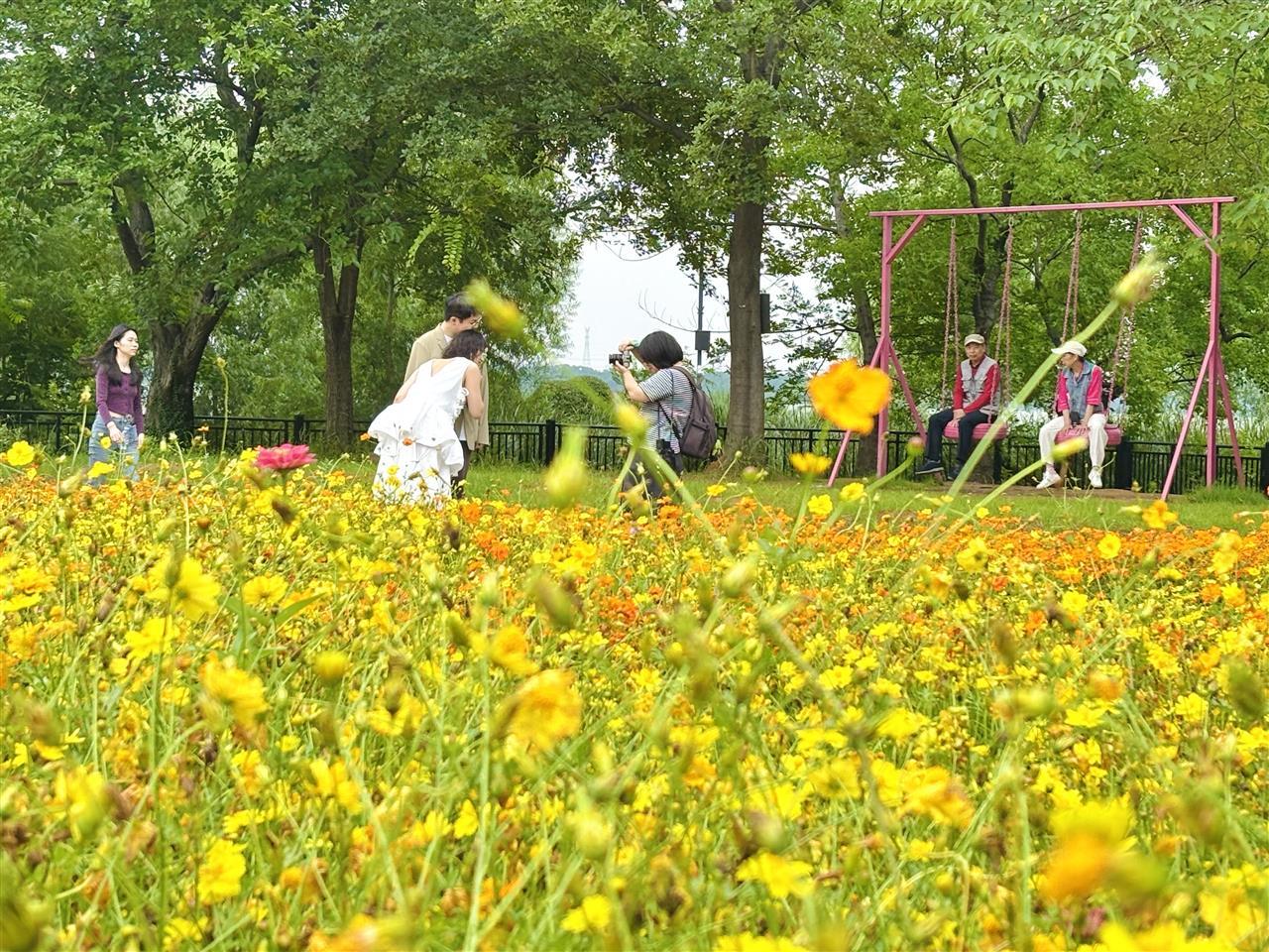 武汉植物园金色花海.jpg
