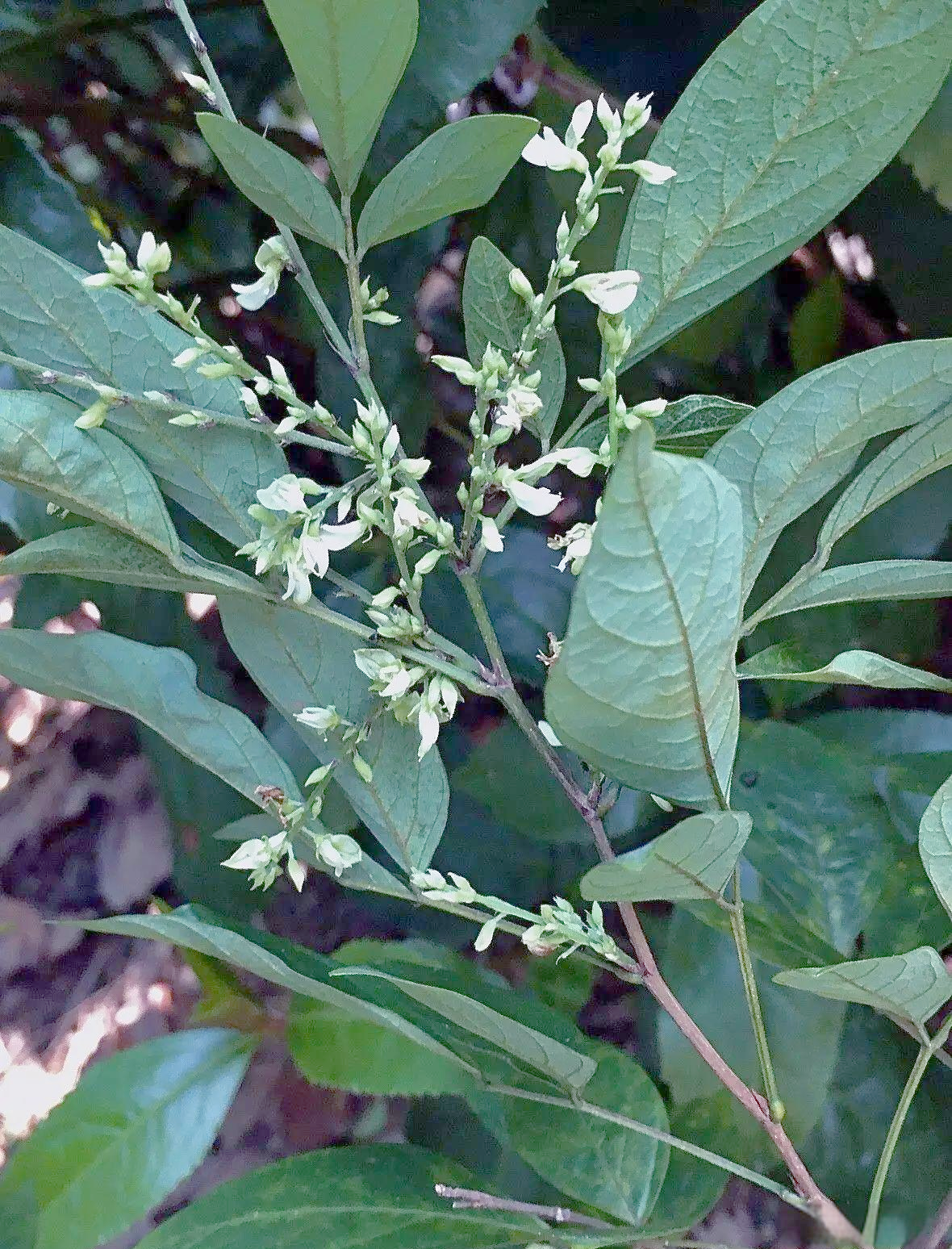 小槐花:从外观到功效,全面了解这不起眼的中草药