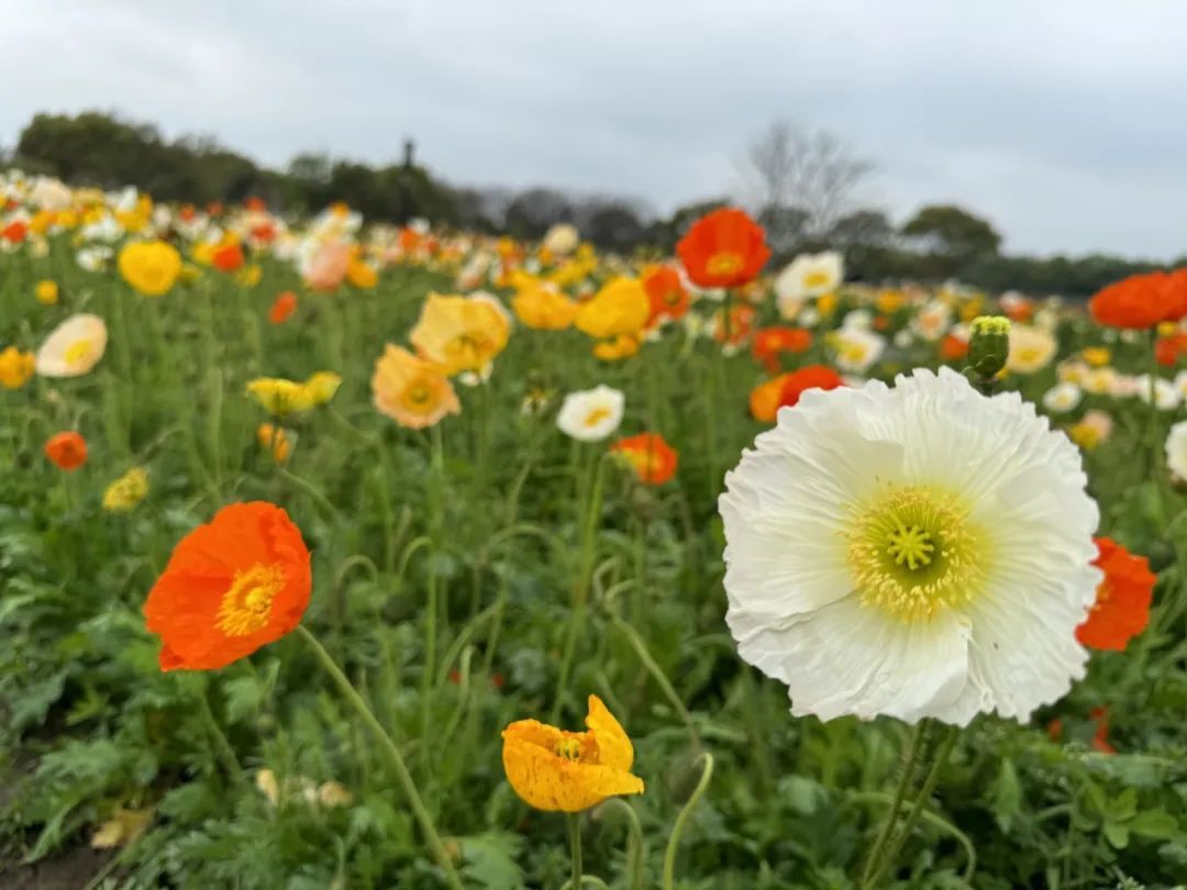 虞美人花开成海~来这里与春天撞个满怀