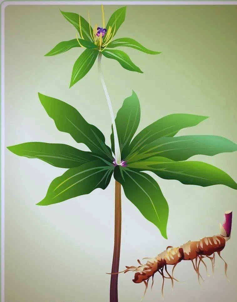 重楼,这一被誉为治疗"蛇虫之毒"的神奇草药,实际上是指百合科植物云南