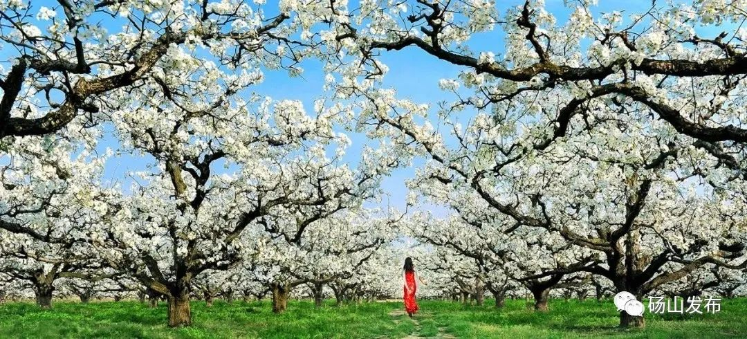 提前帮你做好周末攻略了赏梨花的多种选择
