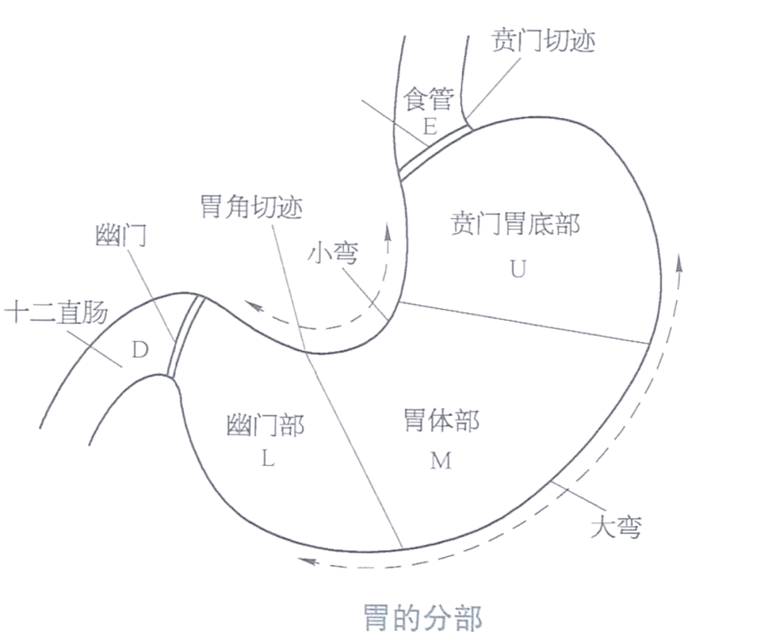 胃的内部构造及多角度展示