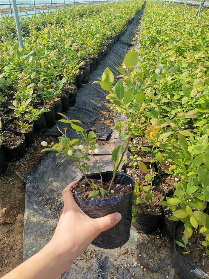 优瑞卡蓝莓苗品种介绍