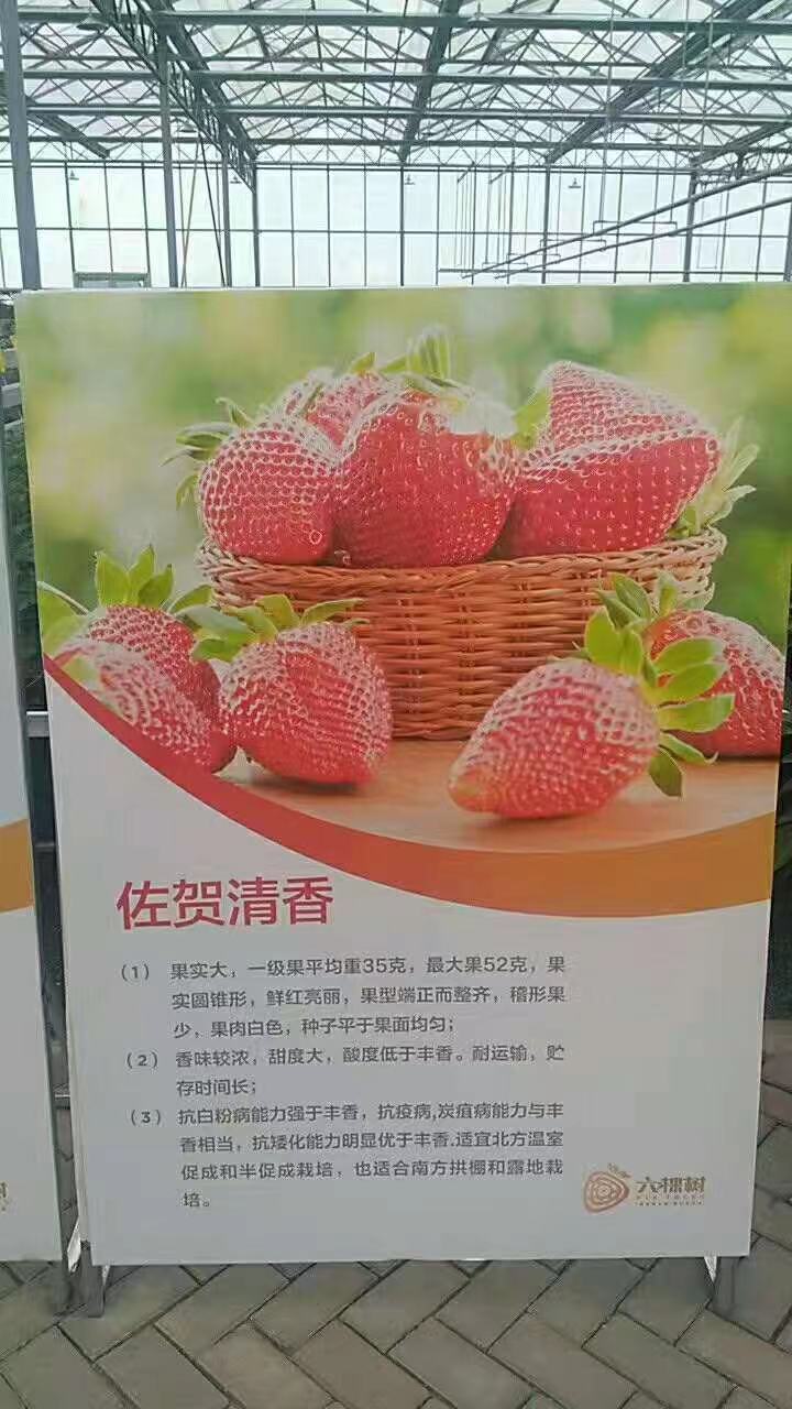 圣诞红草莓苗价格