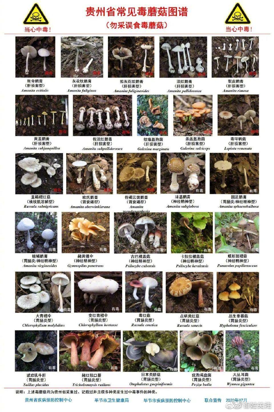毒蘑菇名字图片