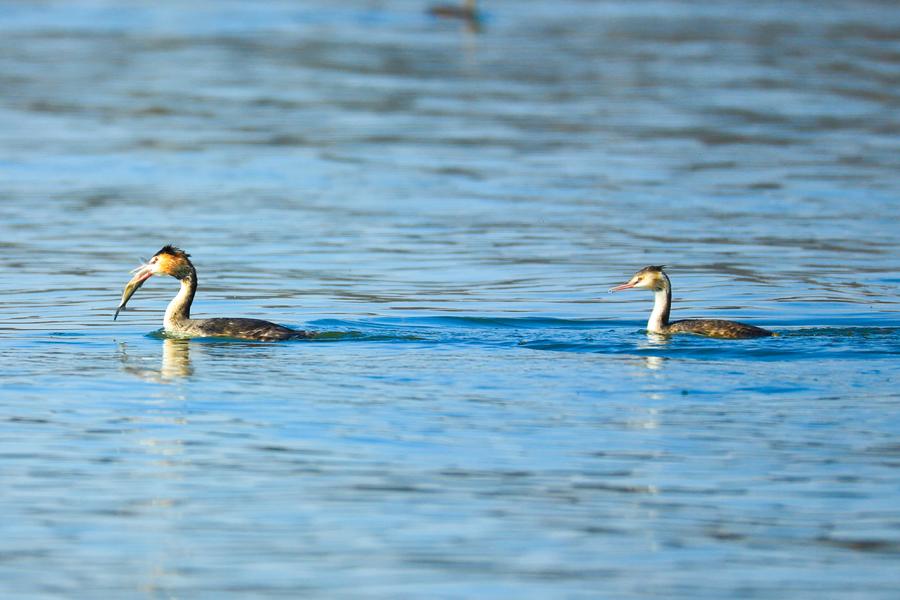 东平湖:春江水暖鸟儿蹁跹