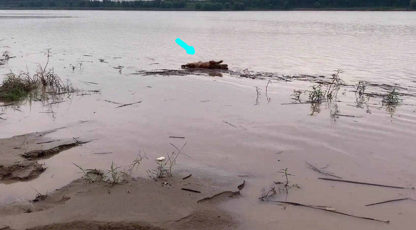 黄河退水鱼群靠岸,老乡捞起一米长翘嘴鱼,当场有人出100买