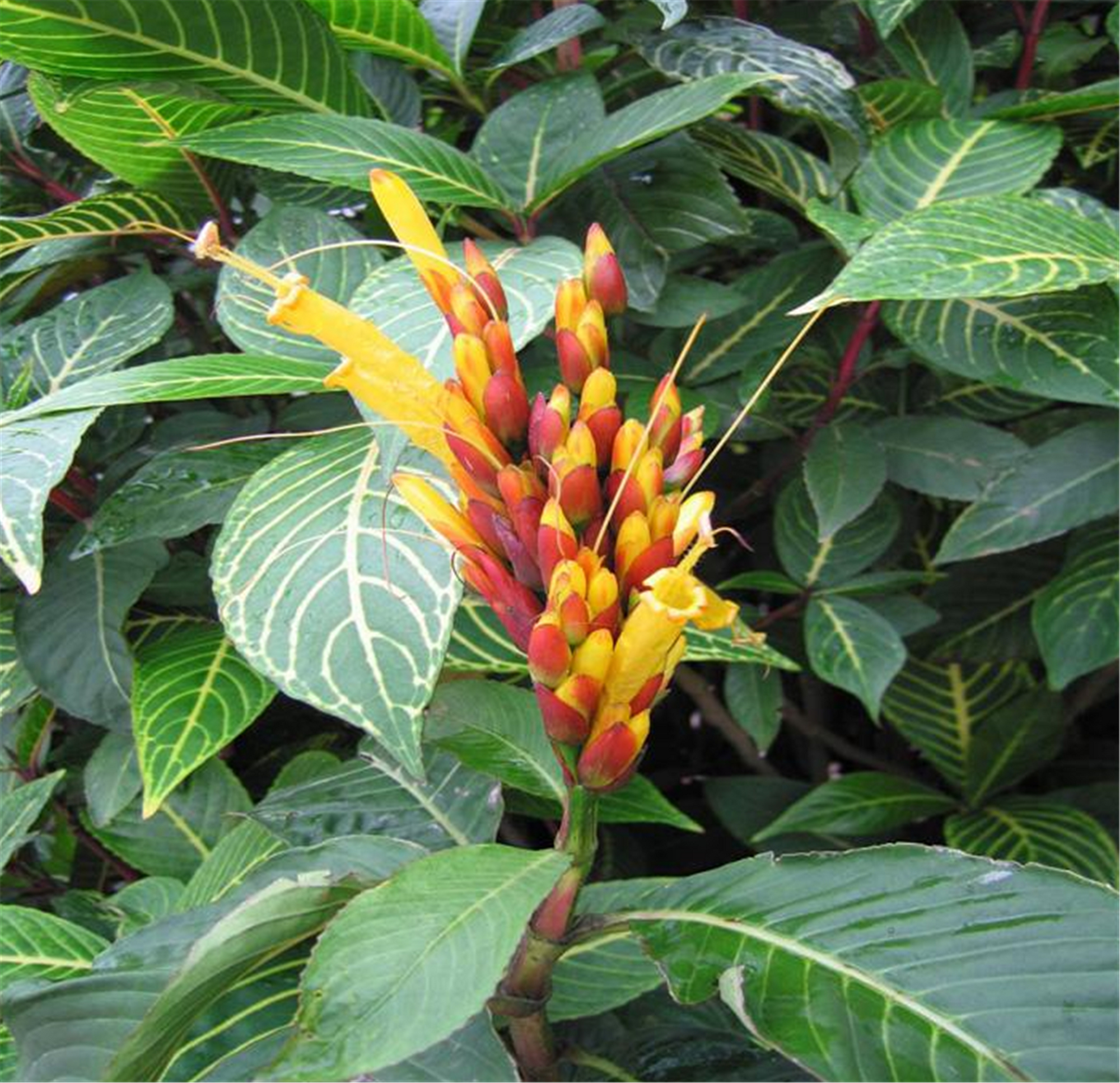 叶子像斑马一样的金脉爵床,花朵像花塔一般,特小众的观赏盆栽!