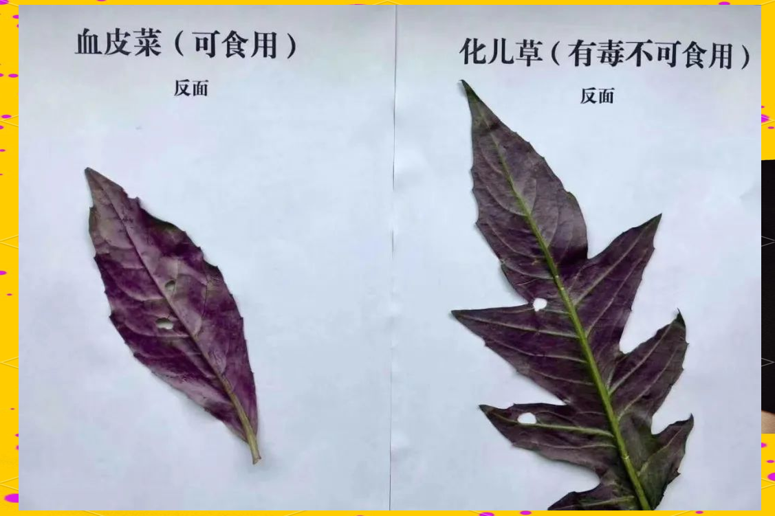 如何辨别血皮菜与化儿草,预防中毒风险