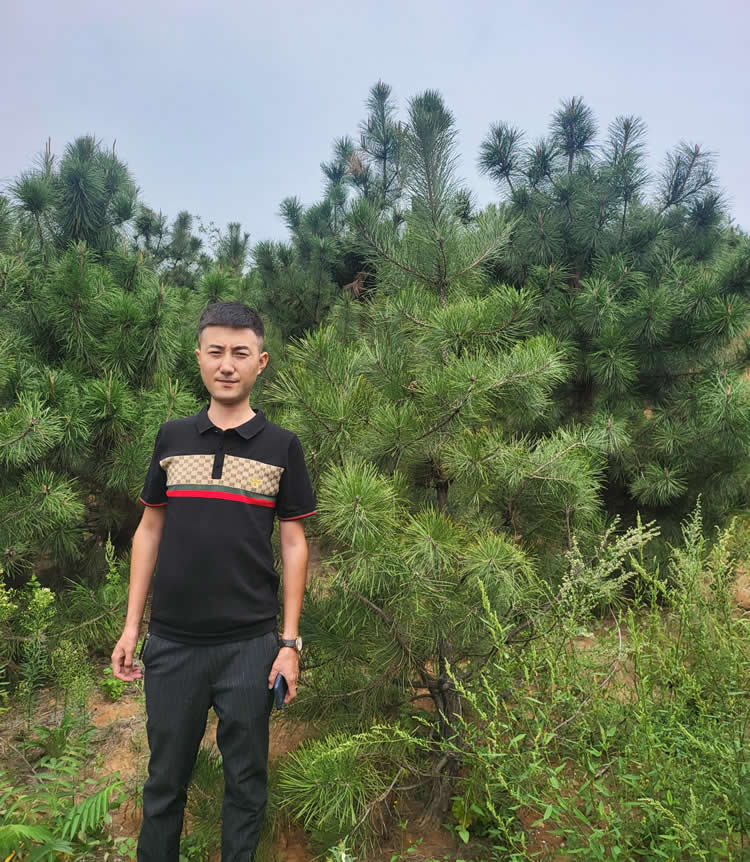 3.5米油松价格多少钱一棵?