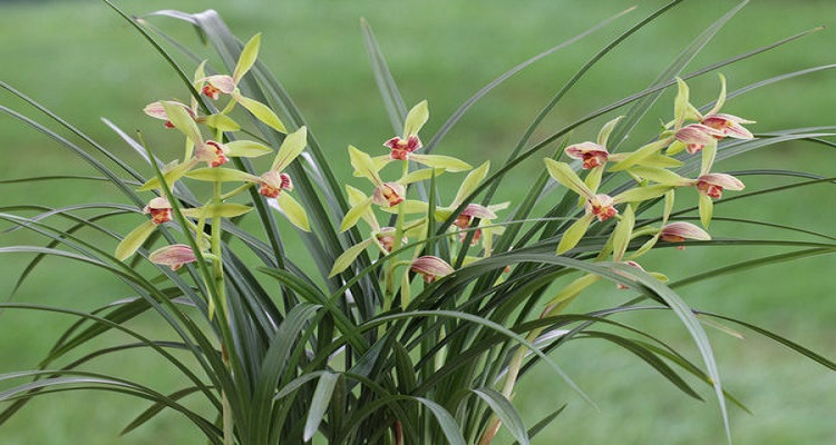 国兰的八大品种