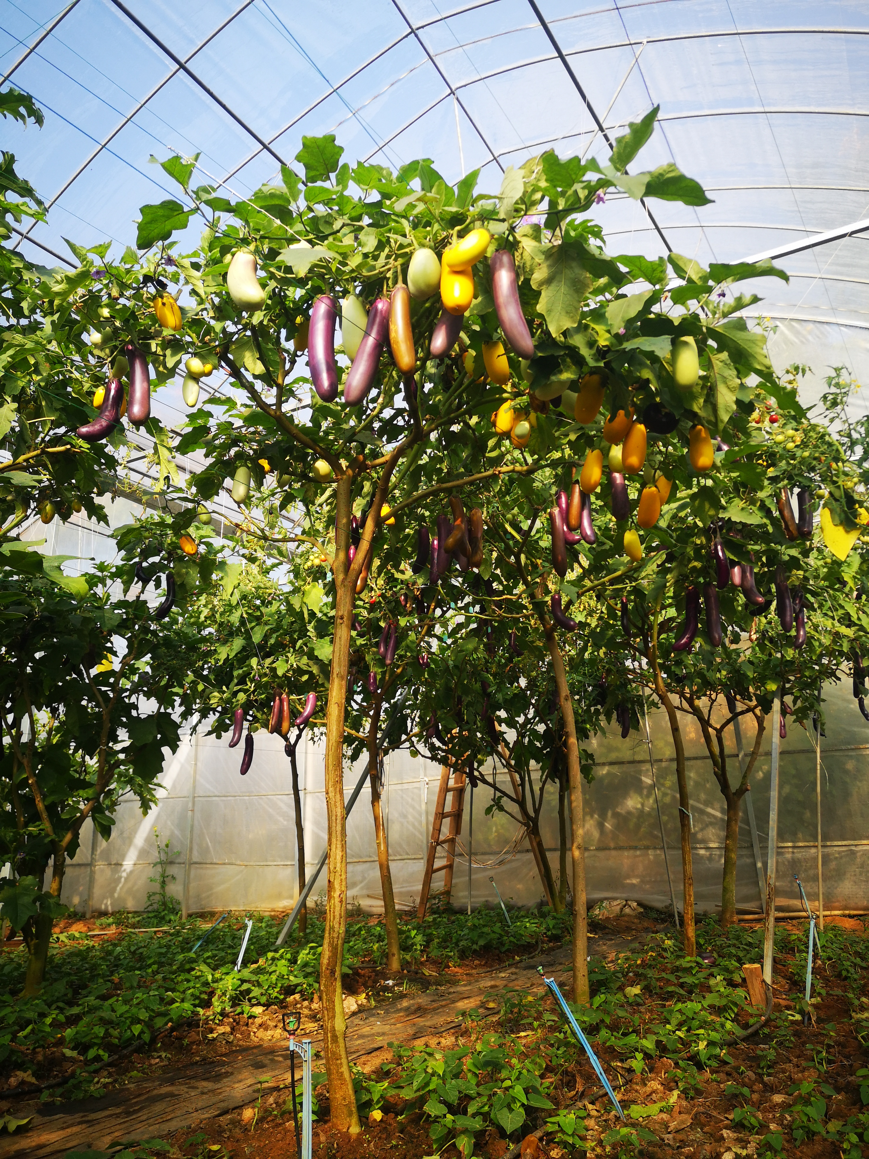 茄子树是个骗局吗?农业科学技术的突破已经实现!