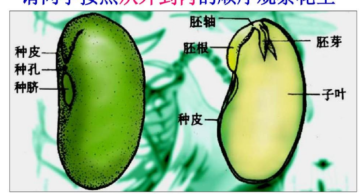 子叶在种子的萌发过程中起着什么作用