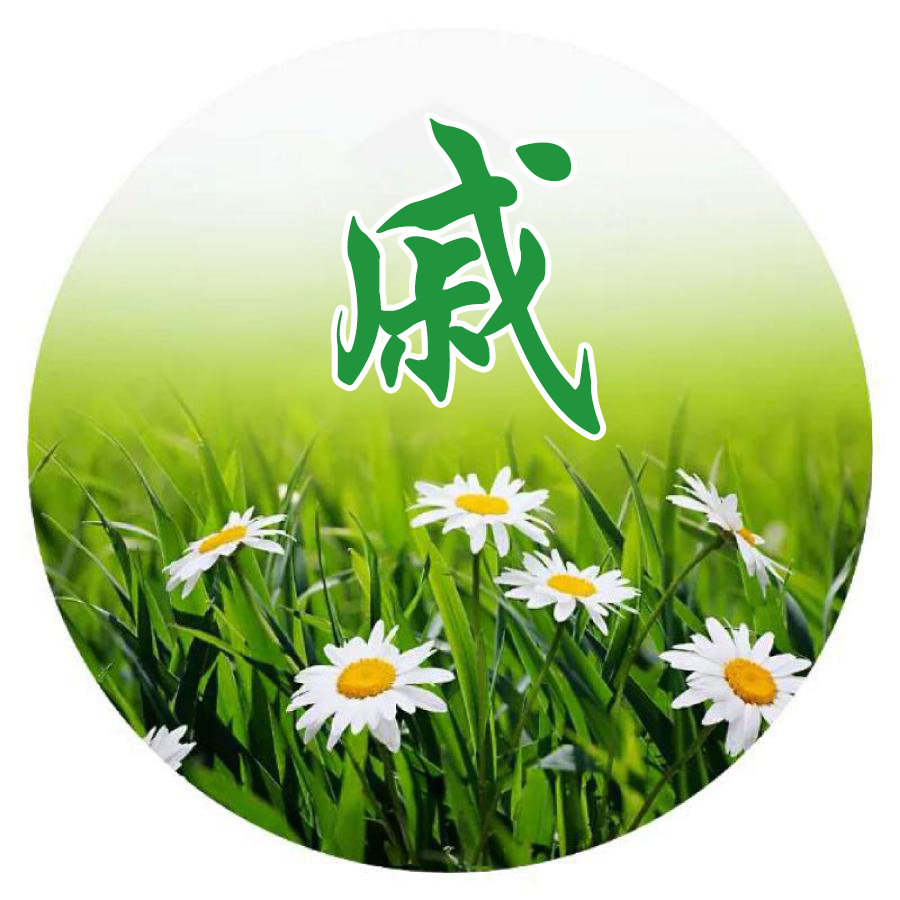 唯美姓氏头像,小清新菊花背景主题足足20张