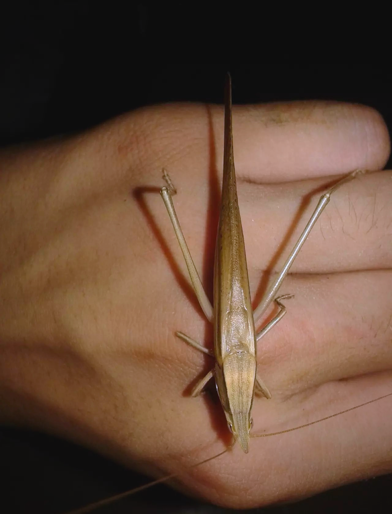 螽斯知识探秘:多种常见螽斯介绍及识别方法