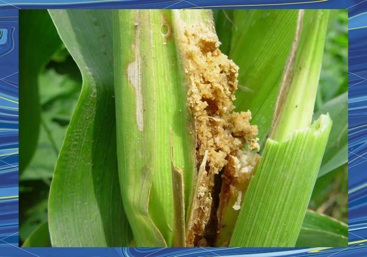 桃蛀螟的危害与防治方法