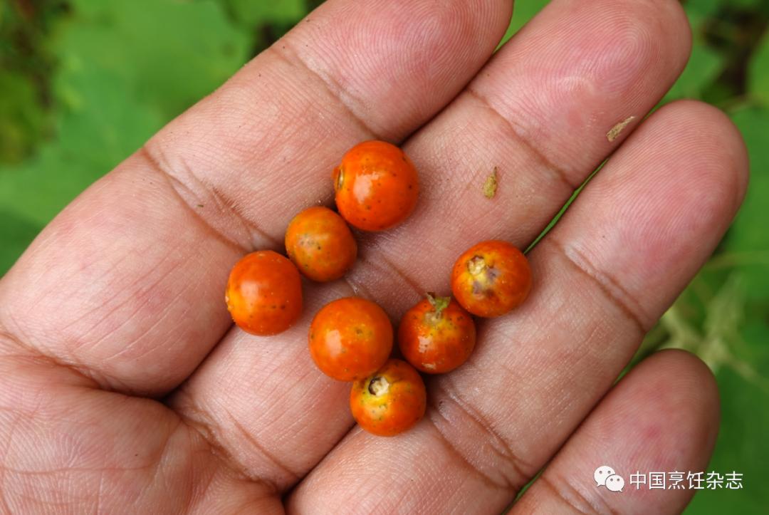 云南苦果的功效与作用图片