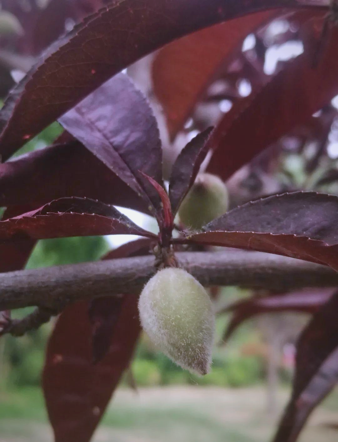 紫叶桃花:从外观到花语的全方位解读