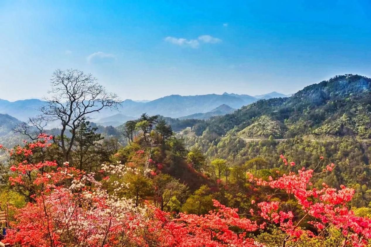 安徽热门赏花地|岳西天峡:一夜春风吹,岭上开遍映山红