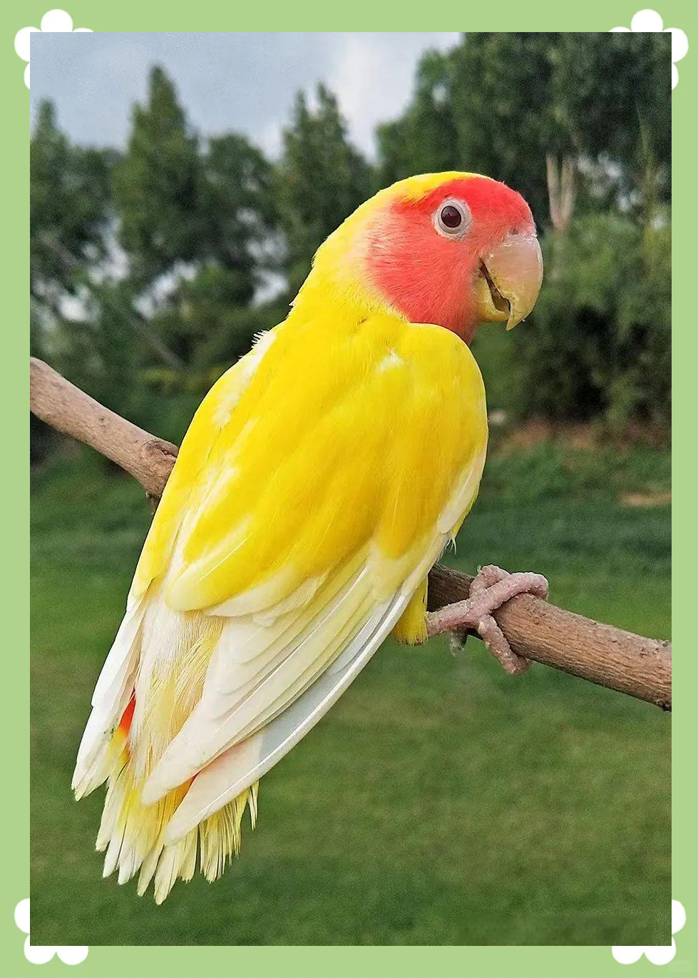 黄桃鹦鹉的羽毛与鲜艳红色交织,美丽无比