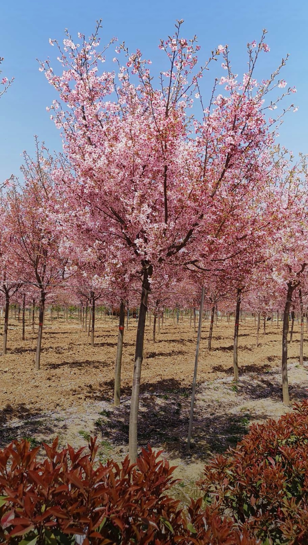 阳光樱小苗批发价格,最新高杆阳光樱1/2/3/4/5公分小苗价格表