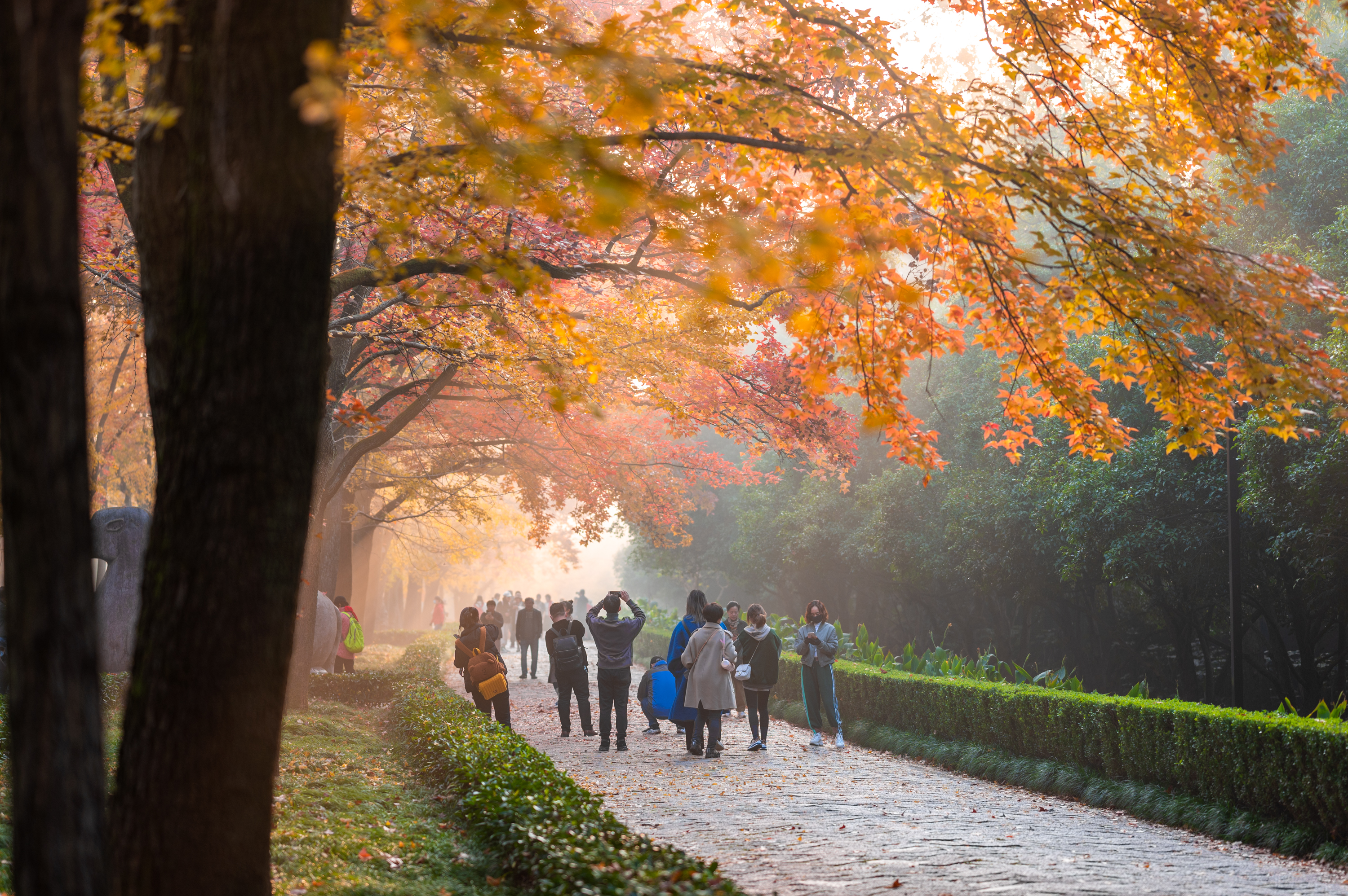 南京的秋天,从陵园路,石象路开始,一下子就美成了古城金陵