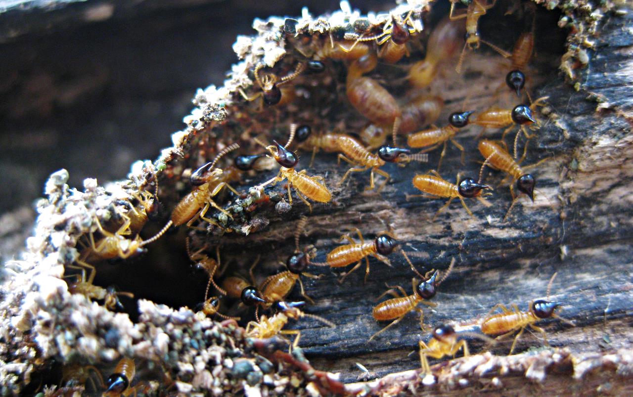 白蚁"大军"夜袭上海!偷偷繁殖不好吗,白蚁为什么要集体婚飞?
