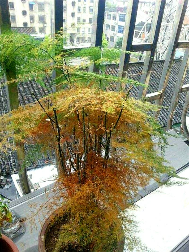 文竹黄叶轻松搞定,五步走起,让您家的文竹光鲜亮丽,朝气蓬勃