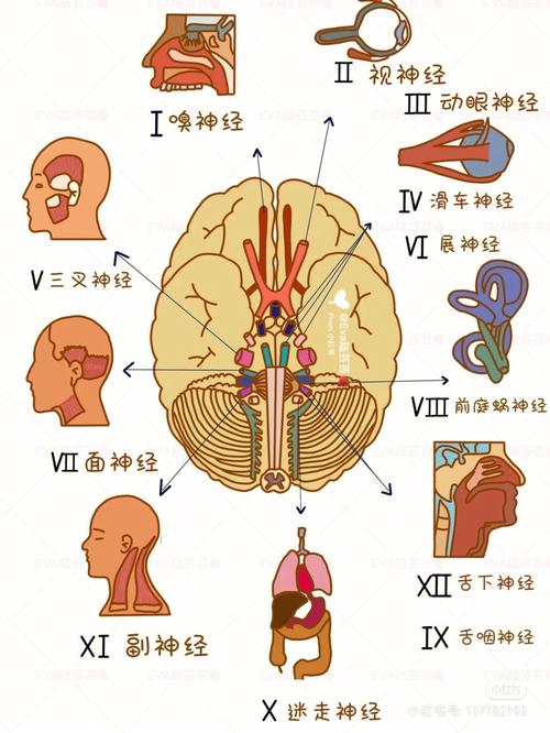 十二对脑神经分布图片