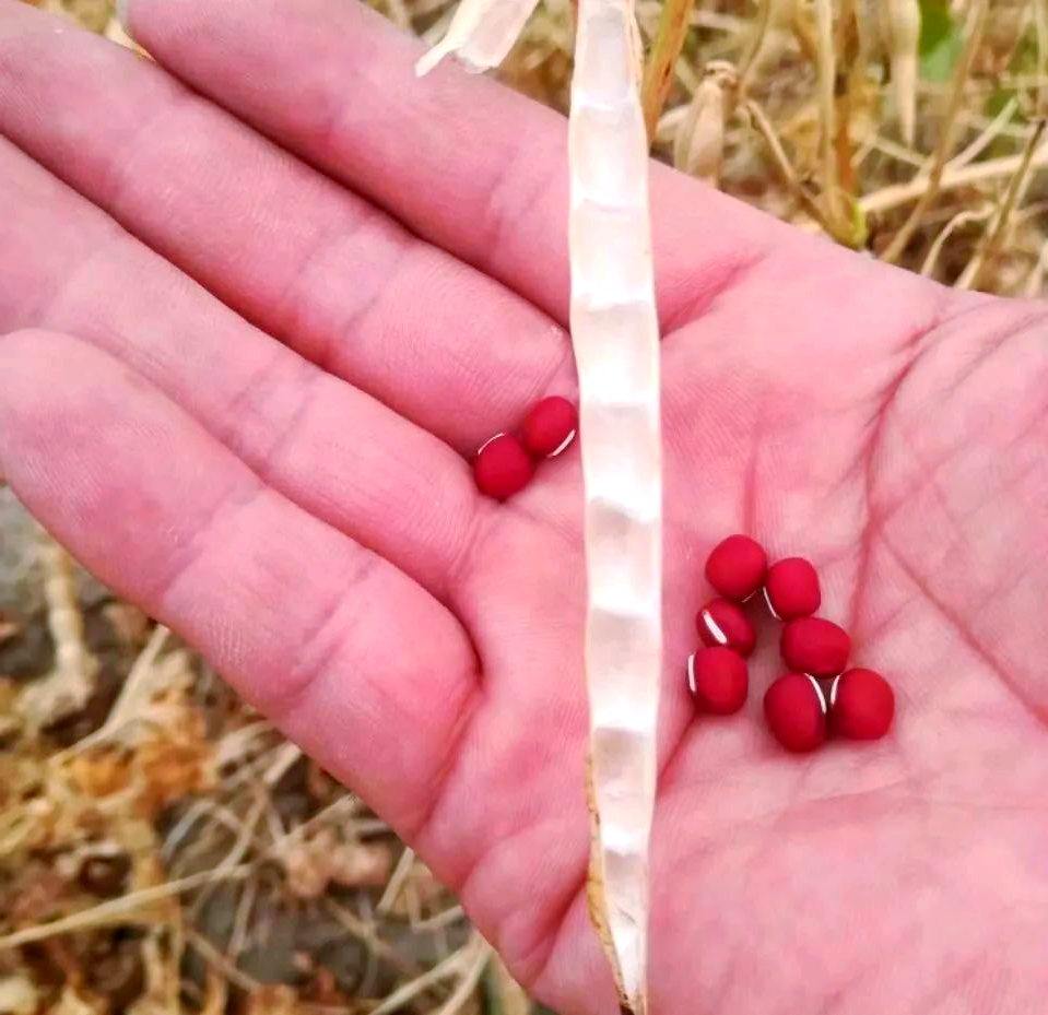 红豆:三种植物的共性与区别全解析